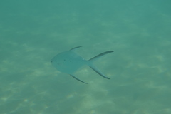 Trachinotus baillonii
