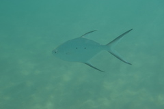 Trachinotus baillonii