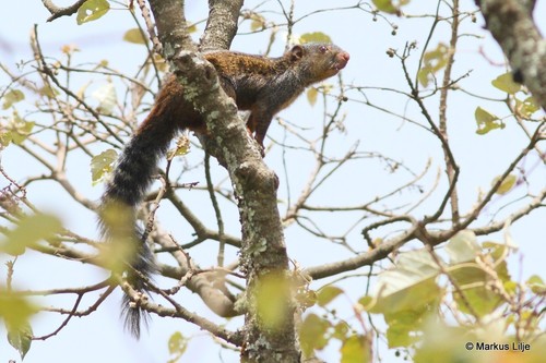 Forest Giant Squirrel