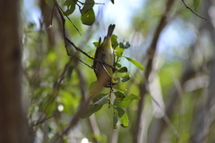 Zosterops xanthochroa