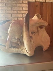 Hippopotamidae