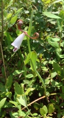 Cleistesiopsis divaricata