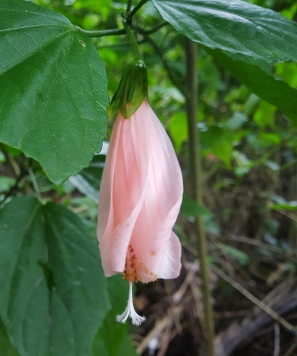 Malvaviscus penduliflorus