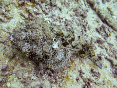 Scorpaena mystes