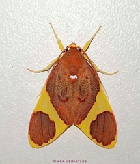 Trichromia lophosticta