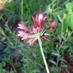 Gaillardia aestivalis winkleri