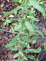 Gaillardia aestivalis winkleri