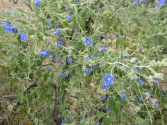 Jacquemontia corymbulosa