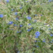 Jacquemontia corymbulosa - Photo (c) charlesavenengo, algunos derechos reservados (CC BY-NC), subido por charlesavenengo
