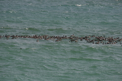 Phalacrocorax nigrogularis