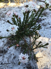 Pimelea linifolia linifolia