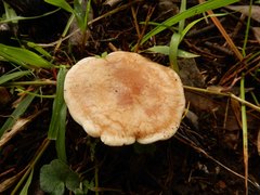 Leucopaxillus eucalyptorum