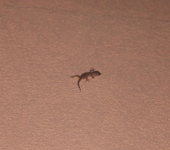 Tarentola mauritanica