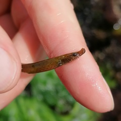 Nerophis lumbriciformis