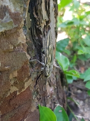 Chalcophora japonica