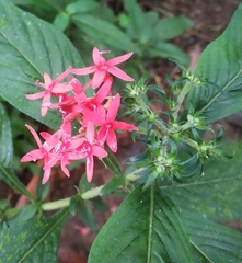 Pentas