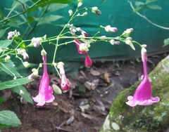 Strobilanthes hamiltoniana