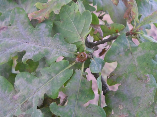 Andricus mitratus