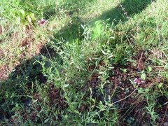 Gaillardia aestivalis winkleri