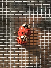 Harmonia axyridis