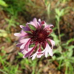 Gaillardia aestivalis winkleri