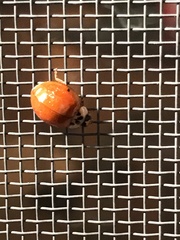 Harmonia axyridis