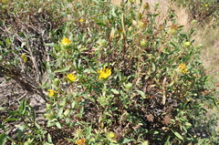 Grindelia stricta angustifolia