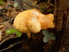 Crepidotus eucalyptorum