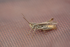 Omocestus haemorrhoidalis