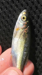 Alburnoides rossicus