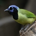 Green Jay - Photo (c) J. Bailey, some rights reserved (CC BY-NC)