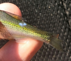 Alburnoides rossicus