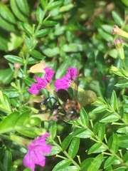 Geniotrigona thoracica