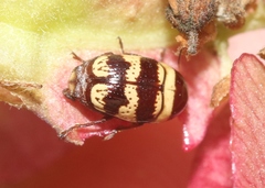 Cryptocephalus trizonatus