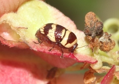 Cryptocephalus trizonatus