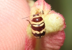 Cryptocephalus trizonatus