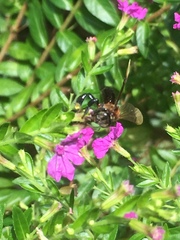 Geniotrigona thoracica