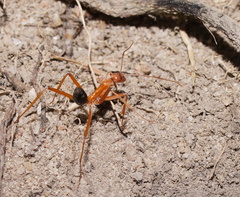 Leptomyrmex nigriventris