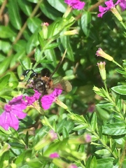 Geniotrigona thoracica