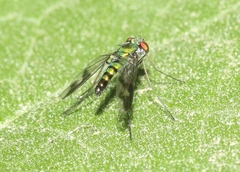 Condylostylus quadricolor