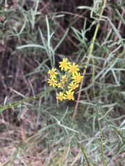 Senecio linearifolius linearifolius