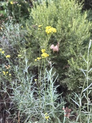 Senecio linearifolius linearifolius