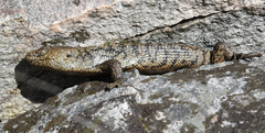 Cunningham's Skink photo 5