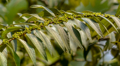 Ziziphus oenopolia