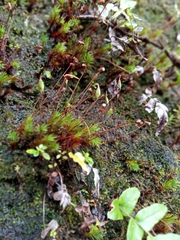 Polytrichadelphus magellanicus