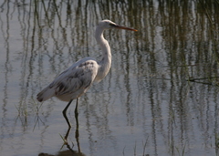 Egretta gularis
