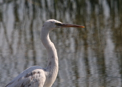 Egretta gularis