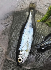 Alburnoides rossicus