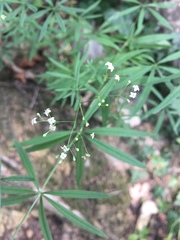 Galium laevigatum