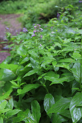 Nepeta manchuriensis